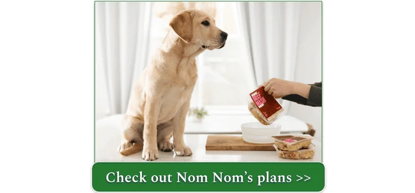 A golden Lab waits for a bowl of Nom Nom Beef Mash