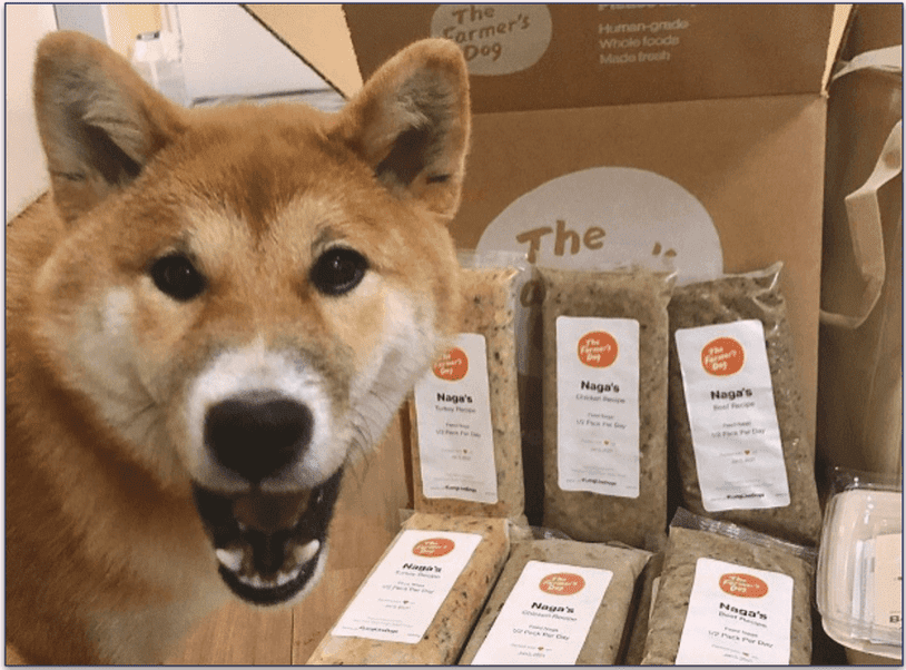 Naga the Shiba Inu stands beside 6 of her personalized The Farmer's Dog packets