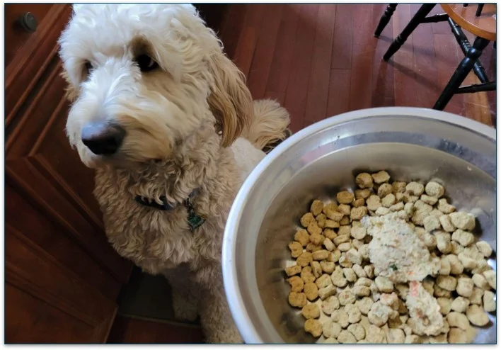 Baxter was excited to try out his new food