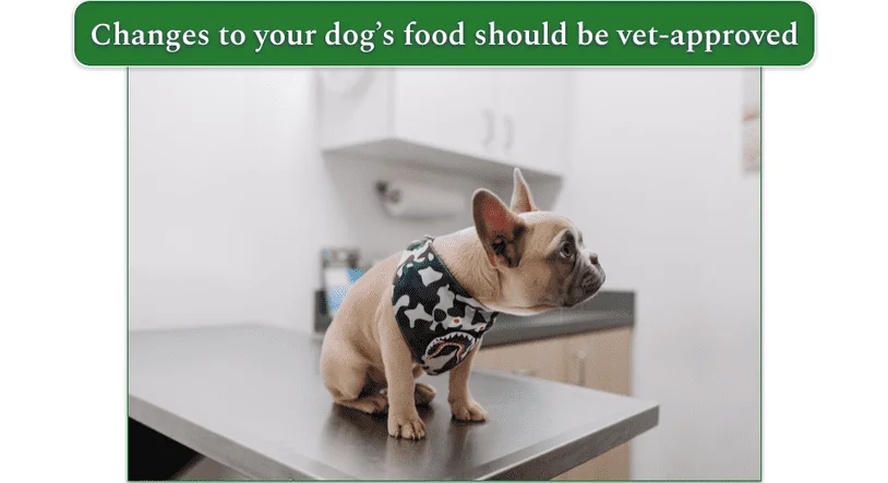A small dog on a vet's examination table