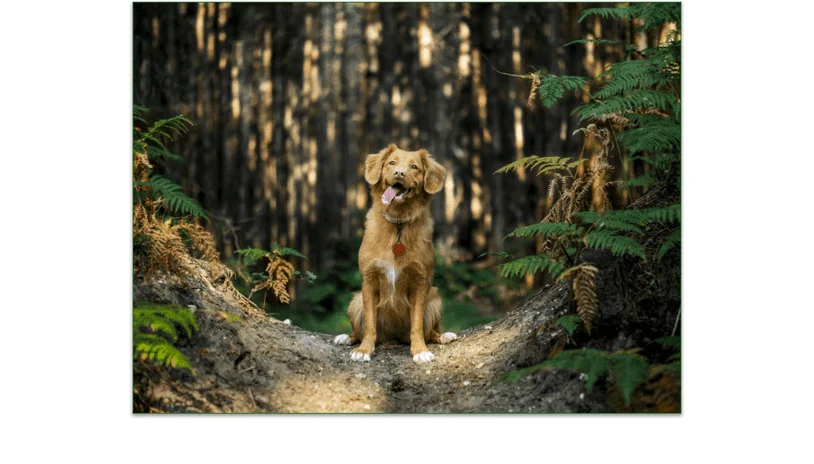 A dog in the woods