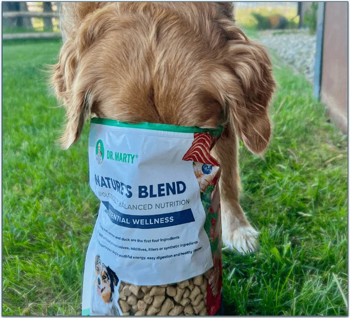 Picture of a Golden Retriever with his face in a bag of Dr. Marty dog food.