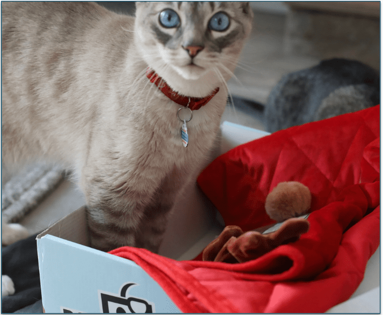 A cat standing in a BoxCat delivery box