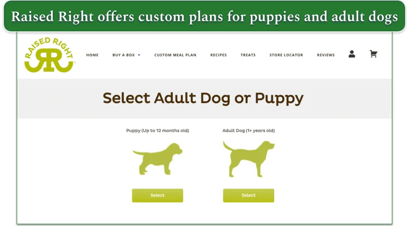 Screenshot of Raised Right’s custom plan page showing the choice between puppies and adult dogs