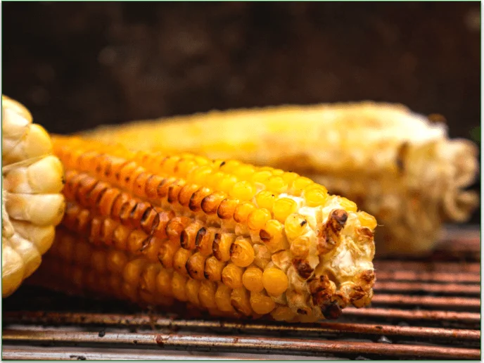 Corn cobs on a grill