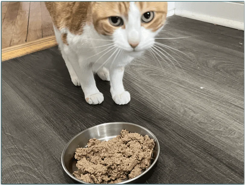  Image of a ginger cat standing behind a bowl of Smalls cat food