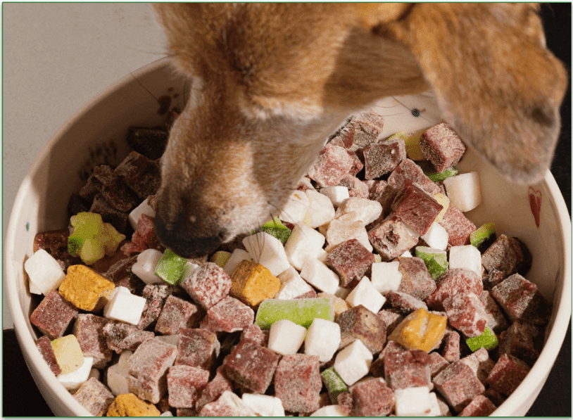 A doggie, enjoying one of Maev's raw recipes