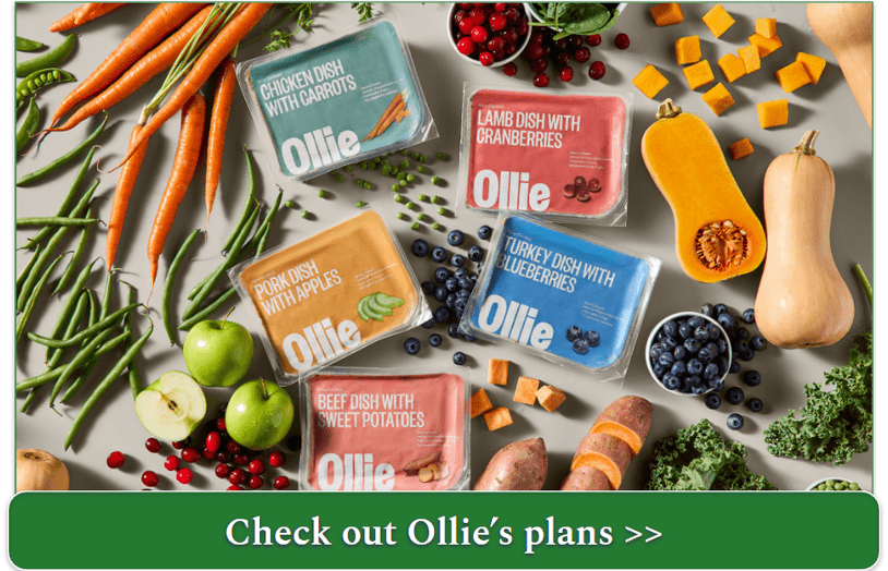 flatlay of Ollie's fresh 5 meals in packs surrounded by fresh produce