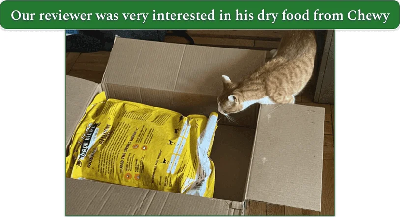 A ginger cat sniffs a bag of food in an open Chewy box
