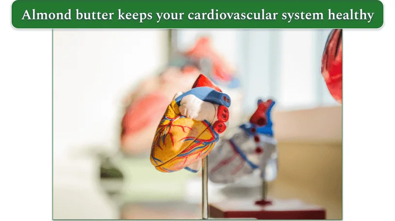 a mock-up heart on display on a table