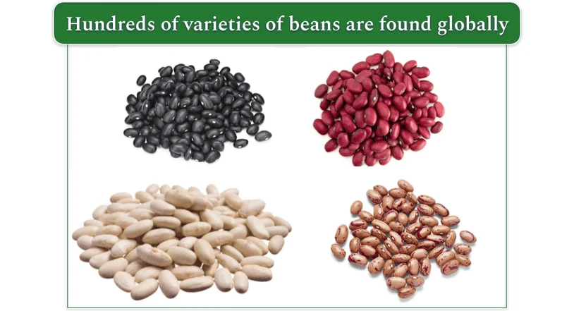 Top left: Black beans. Top right: Red kidney beans. Bottom left: Navy beans. Bottom right: Pinto beans