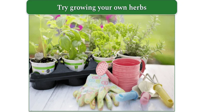 Pots of herbs next to gardening gloves and tools