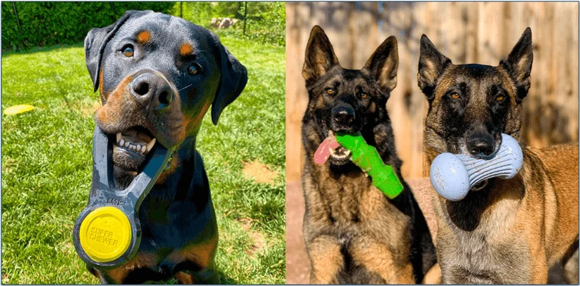 A Rottweiler and two German Shepherds playing with Bark Super Chewer toys