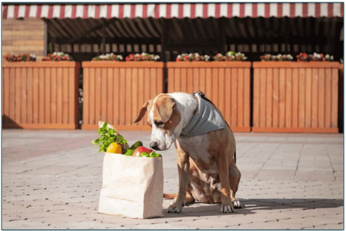 A dog looking into a bag of fresh groceries