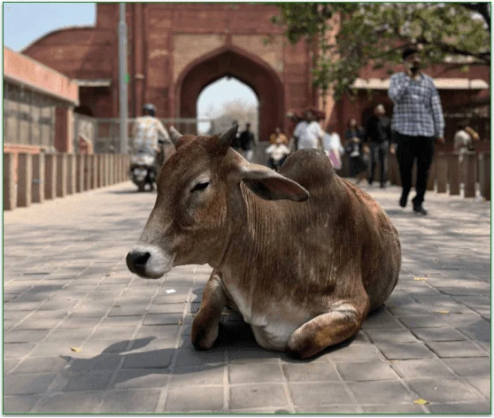 Image of a cow resting in a city