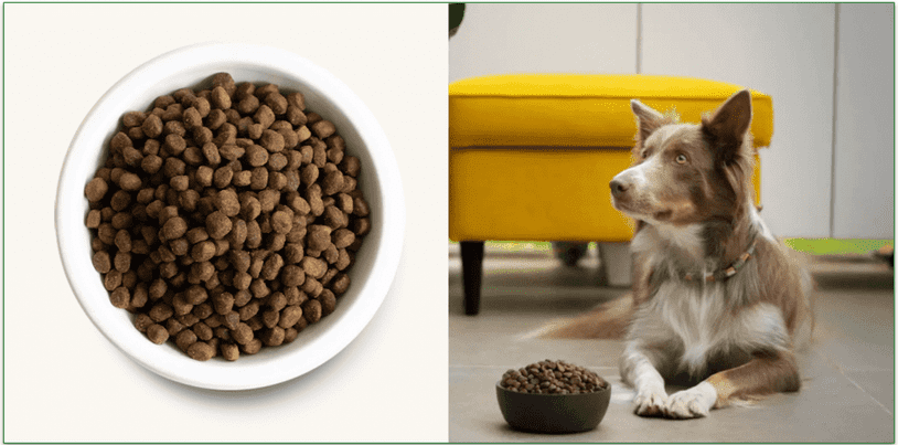 Open Farm's Homestead Turkey & Chicken Dog food with a pup anticipating eating it