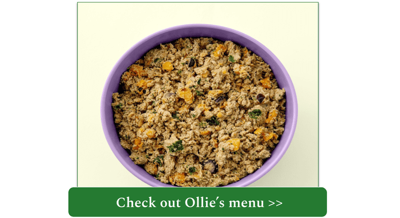 Ollie fresh turkey meal in purple bowl