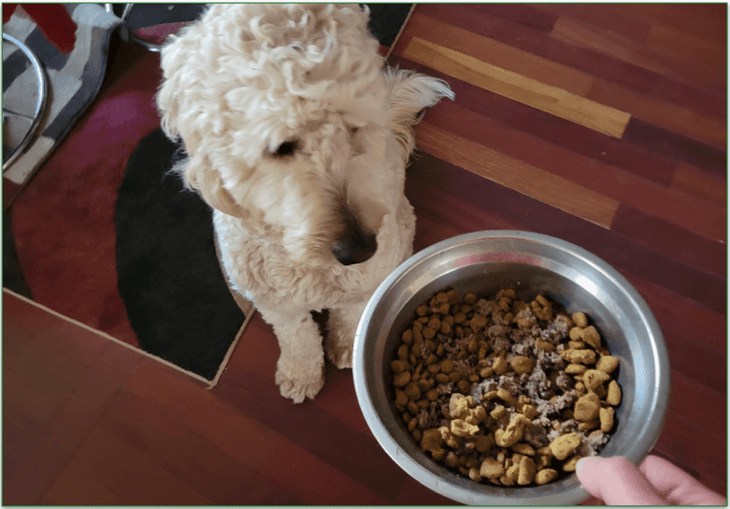 A Goldendoodle looking at a bowl of the Farmer Dog food