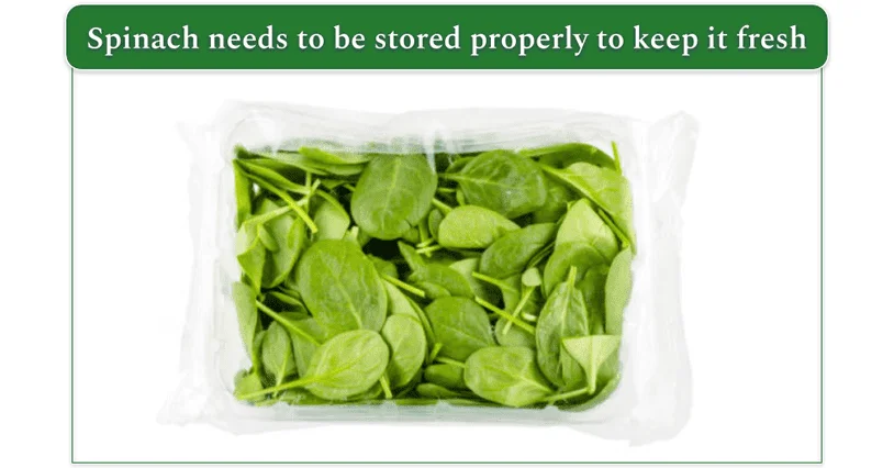 Spinach stored in a plastic bag