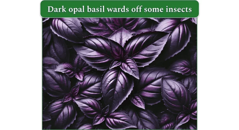an image of a dense bush of dark opal basil