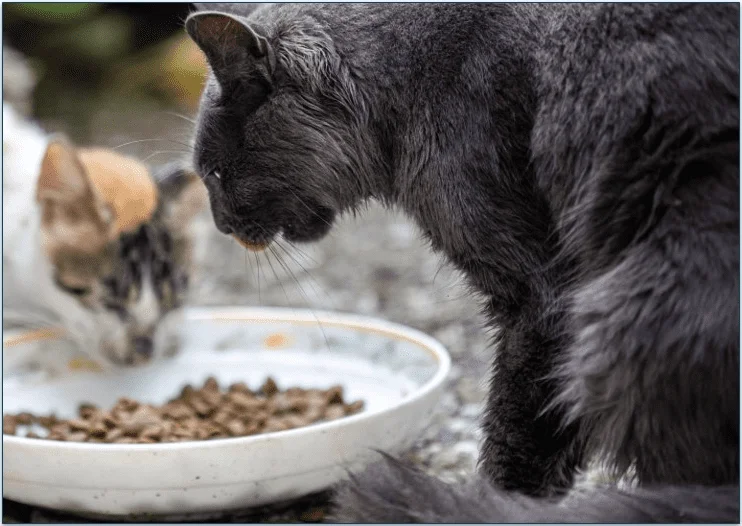 Cats eating food from a bowl