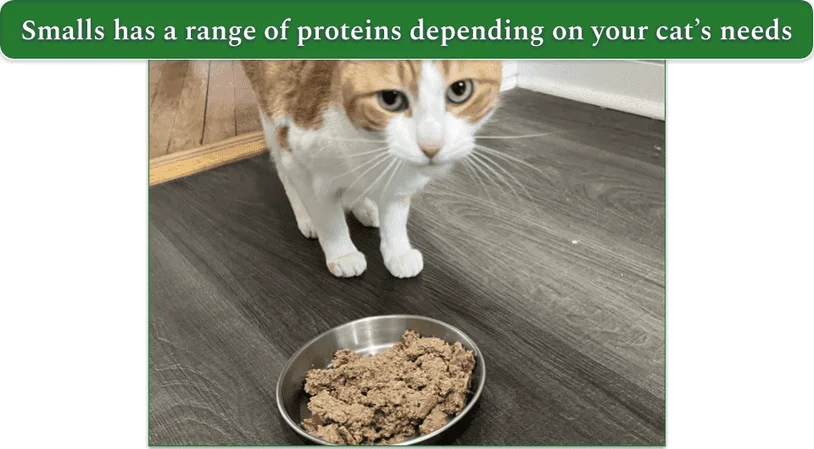 Image of a ginger cat standing behind a bowl of Smalls cat food